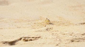 crabe sur la plage de sable video