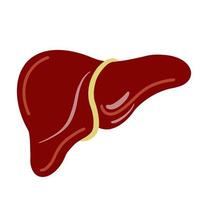 Human liver vector icon. Isolated illustration of an organ on a white background. Flat style, general view of the liver