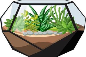 Cute glass geometric terrariums with succulents on white background vector