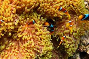many anemone fish in anemone photo
