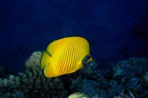 masks butterflyfish deep in the sea photo