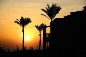 palm trees at hotel and warm sunrise photo