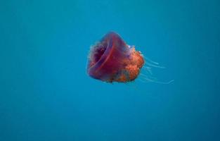 medusas moradas en el agua foto