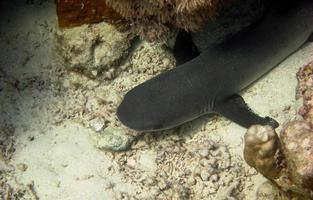primer plano de tiburón de arrecife foto