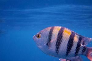 sergeant fish closeup photo