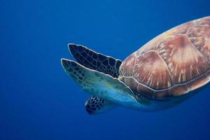 sea turtle swims down