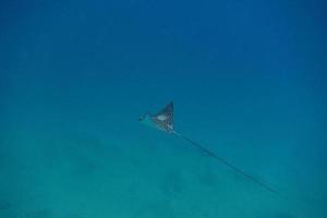 small eagle rays swims photo