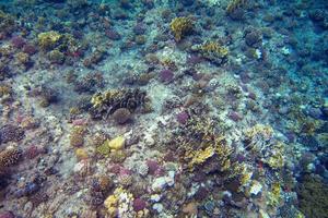 pequeño coral joven en el arrecife foto