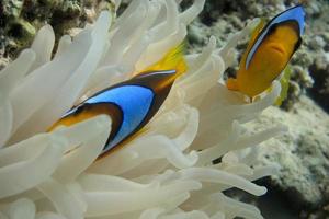 two anemone fish looking photo