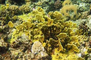 yellow coral in sea photo