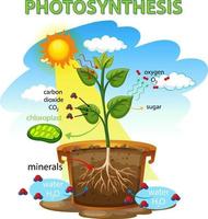 Photosynthesis diagram with plant and sunlight vector