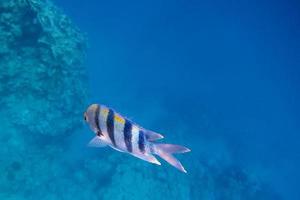 single sergeant fish photo