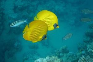 dos máscaras de natación de peces mariposa foto