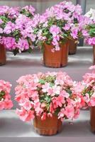 pink and purple impatiens in potted, scientific name Impatiens walleriana flowers also called Balsam, flowerbed of blossoms