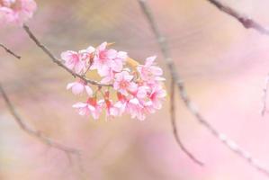 flor de cerezo en primavera con enfoque suave, flor de cerezo de primavera borrosa sin foco, fondo de flor de bokeh, fondo de flor pastel y suave. foto