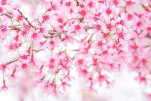 Cherry Blossom in spring with soft focus, unfocused blurred spring cherry bloom, bokeh flower background, pastel and soft flower background. photo