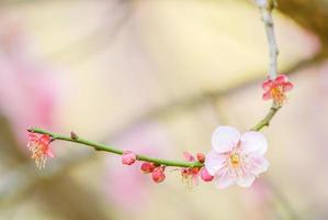 Pink Cherry Blosssom with blue sky photo