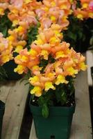 colorful Snapdragon Antirrhinum majus blooming in the garden background with selective focus photo