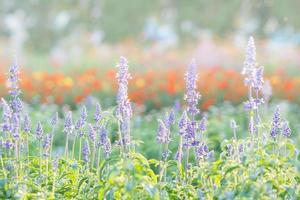 Soft, selective focus of blue salvia, blurry flower for background, colorful plants photo