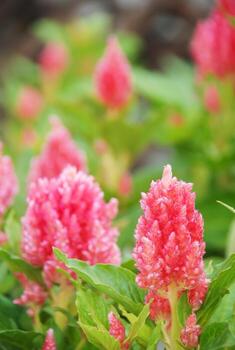 Pink Celosia Plumosa in potted, Pot plants in greenhouse photo