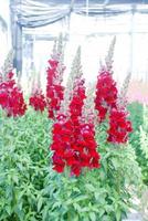 colorful Snap dragon Antirrhinum majus blooming in garden background with selectived focus photo