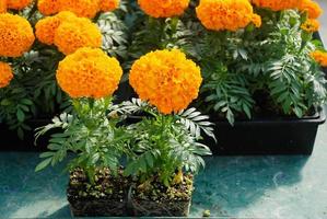 Marigolds Orange Color Tagetes erecta, Mexican marigold photo