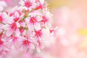 Spring time with beautiful cherry blossoms, pink sakura flowers. photo