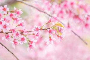Cherry Blossom in spring with soft focus, unfocused blurred spring cherry bloom, bokeh flower background, pastel and soft flower background. photo