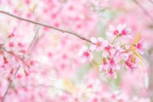 Cherry Blossom in spring with soft focus, unfocused blurred spring cherry bloom, bokeh flower background, pastel and soft flower background. photo