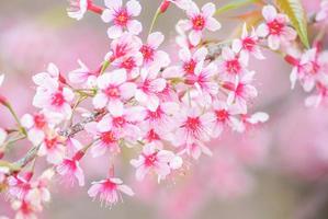 Cherry Blossom in spring with soft focus, unfocused blurred spring cherry bloom, bokeh flower background, pastel and soft flower background. photo