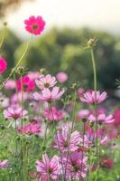 Soft, selective focus of Cosmos, blurry flower for background, colorful plants photo