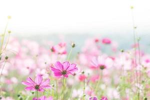 enfoque suave y selectivo del cosmos, flor borrosa para el fondo, plantas coloridas foto