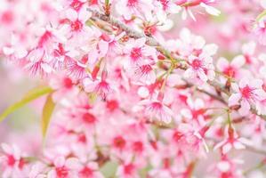 flor de cerezo en primavera con enfoque suave, flor de cerezo de primavera borrosa sin foco, fondo de flor de bokeh, fondo de flor pastel y suave. foto