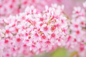 Spring time with beautiful cherry blossoms, pink sakura flowers. photo