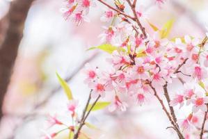 Cherry Blossom in spring with soft focus, unfocused blurred spring cherry bloom, bokeh flower background, pastel and soft flower background. photo