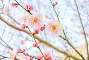 Pink Cherry Blossom photo