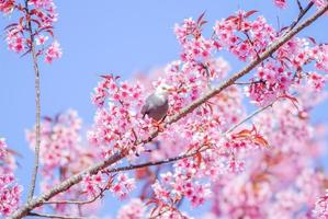 Pink Cherry Blosssom with white-headed bulbul bird photo