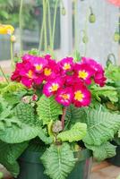 flor de prímula primula vulgaris. flores de primula de jardín multicolor foto