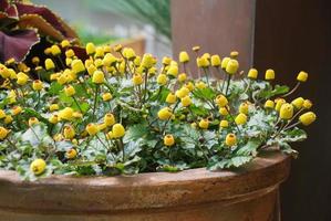 Fresh flowering para cress plant, Spilanthes oleracea photo