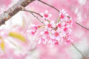 Cherry Blossom in spring with soft focus, unfocused blurred spring cherry bloom, bokeh flower background, pastel and soft flower background. photo