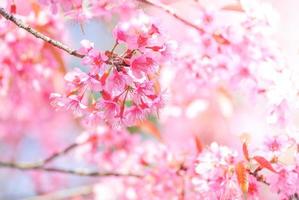 Cherry Blossom in spring with soft focus, unfocused blurred spring cherry bloom, bokeh flower background, pastel and soft flower background. photo