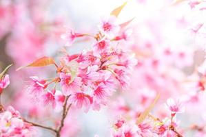 Cherry Blossom in spring with soft focus, unfocused blurred spring cherry bloom, bokeh flower background, pastel and soft flower background. photo