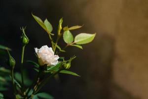 Rose and warm light in garden background , beautiful moments of love and happy life. photo