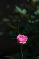 rosa y luz cálida en el fondo del jardín, hermosos momentos de amor y vida feliz. foto