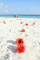 Blue sea, white sands and red Hibiscus flowers