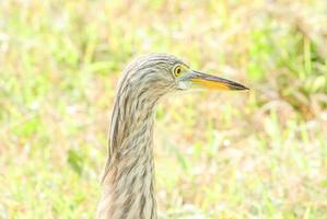 The Chinese pond heron is an East Asian freshwater bird of the heron family. It is one of six species of birds known as pond herons photo