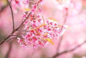 Cherry Blossom in spring with soft focus, unfocused blurred spring cherry bloom, bokeh flower background, pastel and soft flower background. photo
