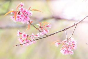 Cherry Blossom in spring with soft focus, unfocused blurred spring cherry bloom, bokeh flower background, pastel and soft flower background. photo