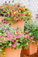 coloridas flores de petunia, grandiflora es la variedad más popular de petunia, con grandes flores simples o dobles que forman montículos de coloridas flores sólidas, rayadas o abigarradas. foto