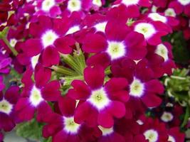 verbena de jardín de color púrpura verbena en flor tenera foto